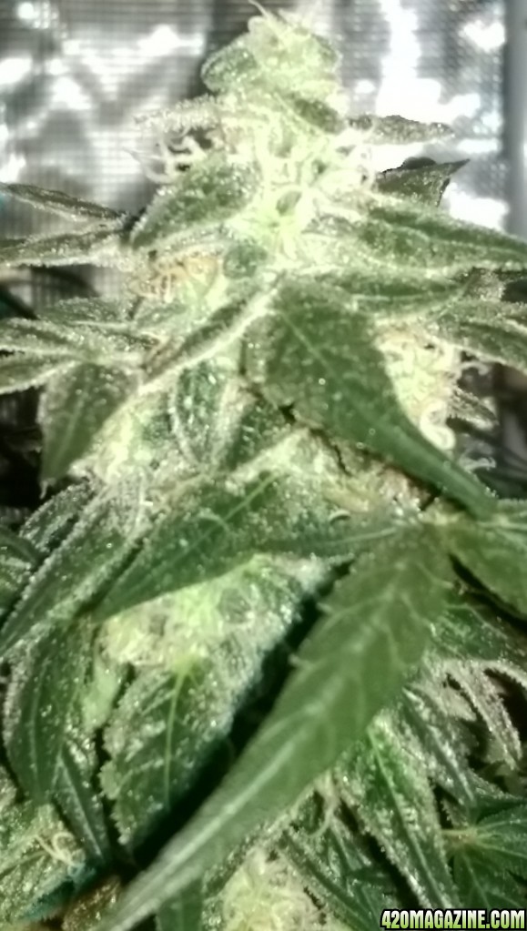 Sweet Tooth Bud Day 66 02-15-17