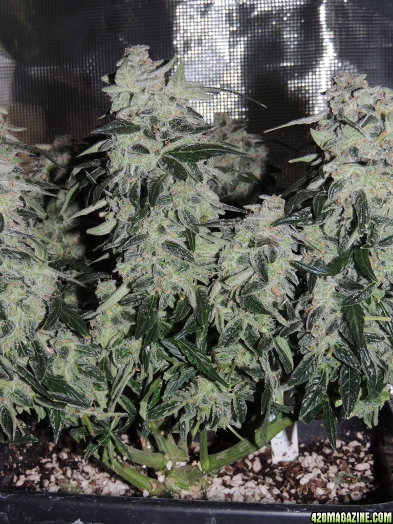 Sweet Tooth - Day 84 - Day 53 of Flower 03-05-17