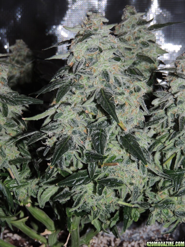 Sweet Tooth - Day 84 - Day 53 of Flower 03-05-17