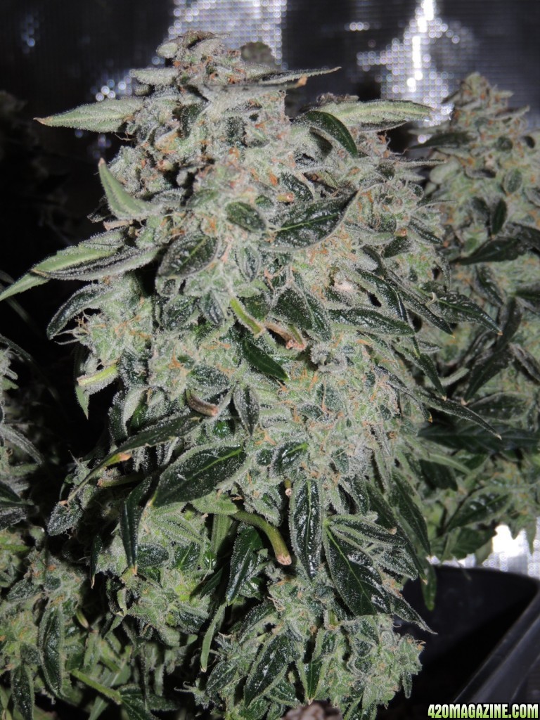 Sweet Tooth - Day 84 - Day 53 of Flower 03-05-17