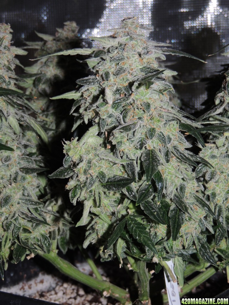 Sweet Tooth - Day 84 - Day 53 of Flower 03-05-17