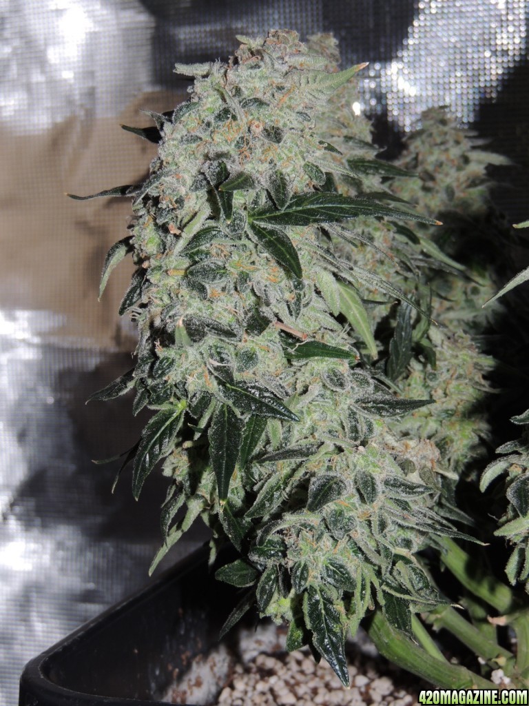 Sweet Tooth - Day 84 - Day 53 of Flower 03-05-17