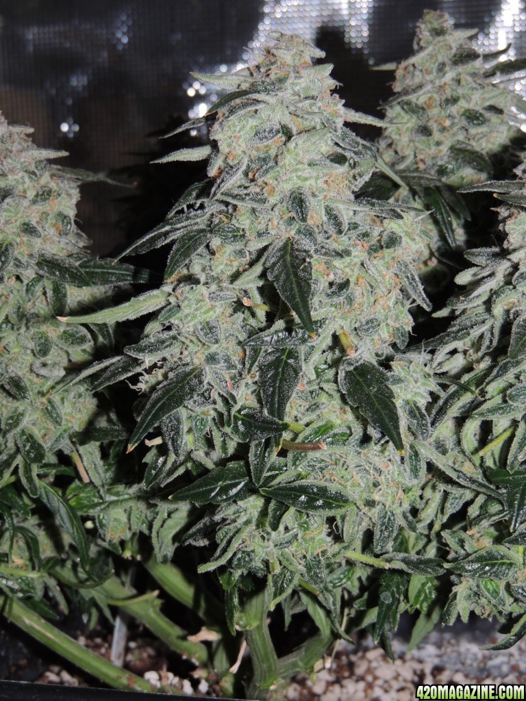 Sweet Tooth - Day 84 - Day 53 of Flower 03-05-17