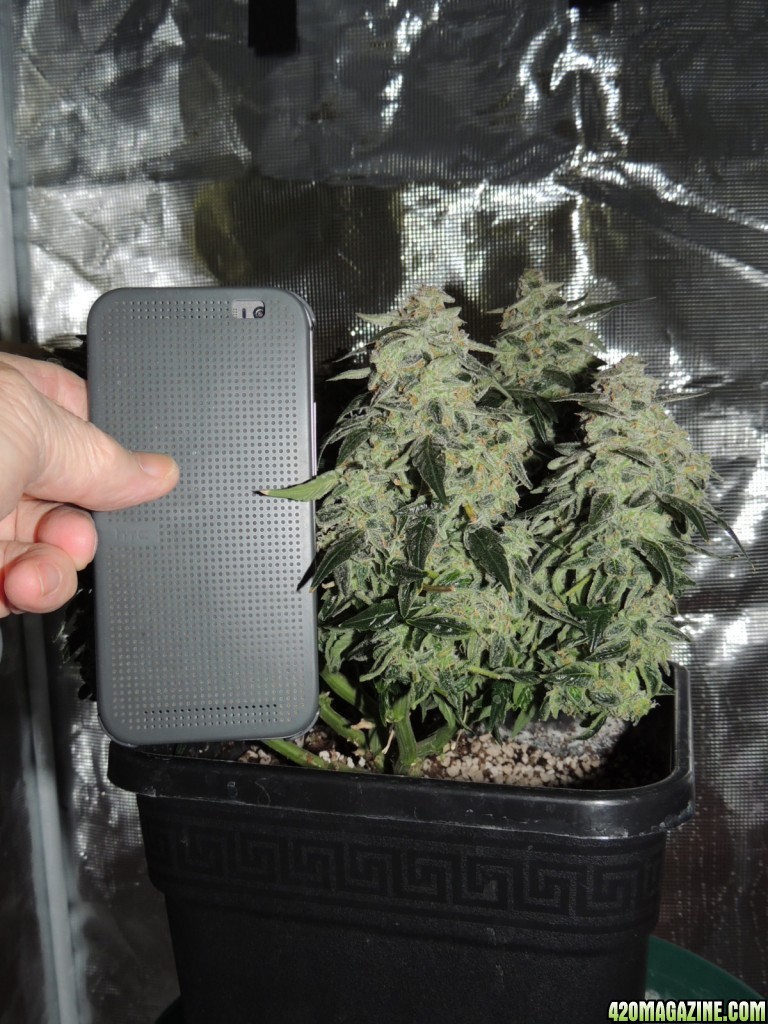 Sweet Tooth - Day 84 - Day 53 of Flower 03-05-17