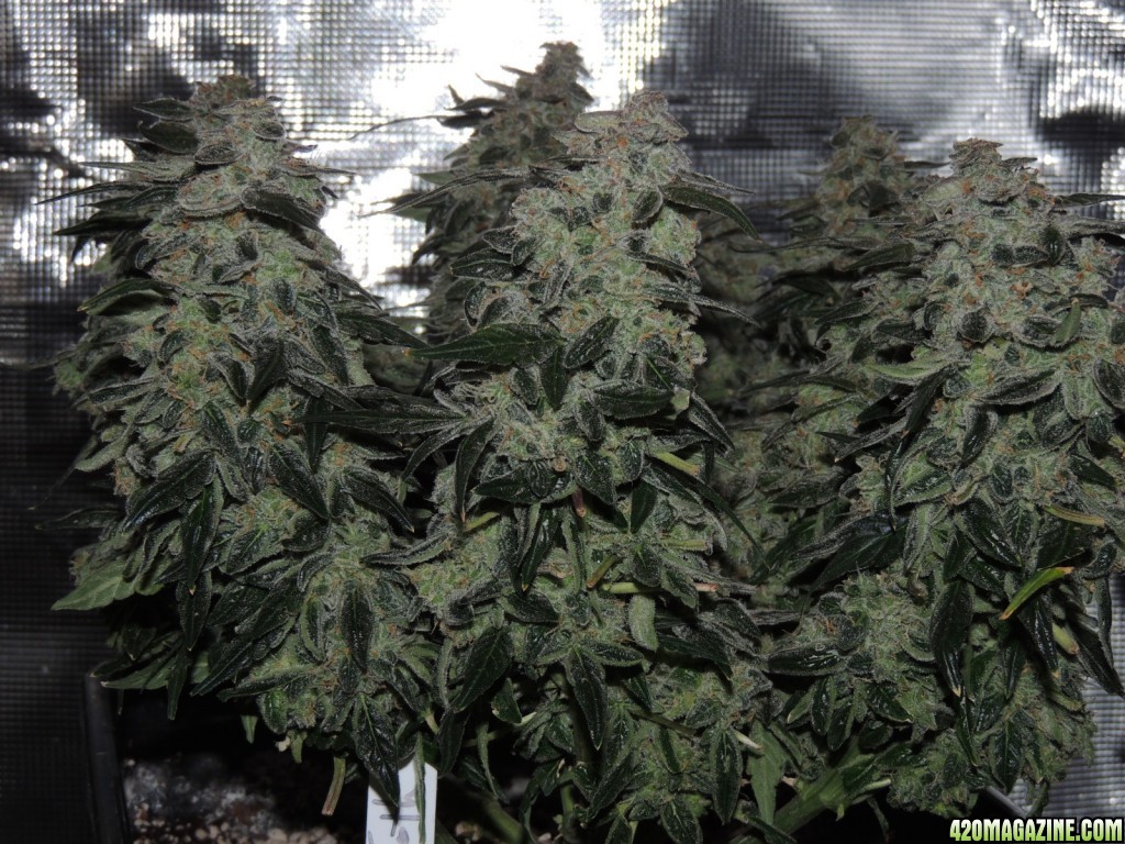 Sweet Tooth - Day 84 - Day 53 of Flower 03-05-17