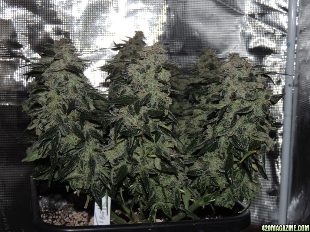 Sweet Tooth - Day 84 - Day 53 of Flower 03-05-17