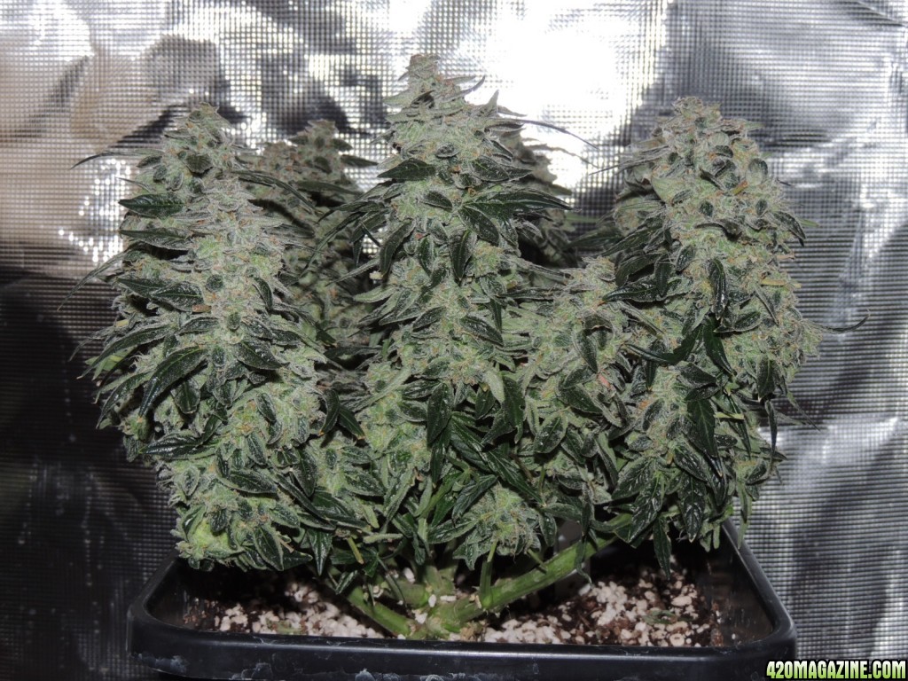 Sweet Tooth - Day 84 - Day 53 of Flower 03-05-17