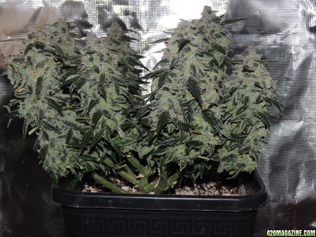 Sweet Tooth - Day 84 - Day 53 of Flower 03-05-17