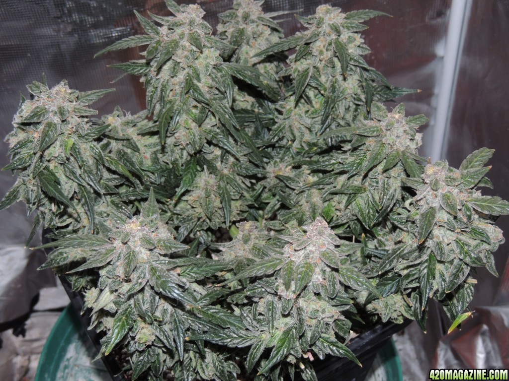 Sweet Tooth - Day 84 - Day 53 of Flower 03-05-17