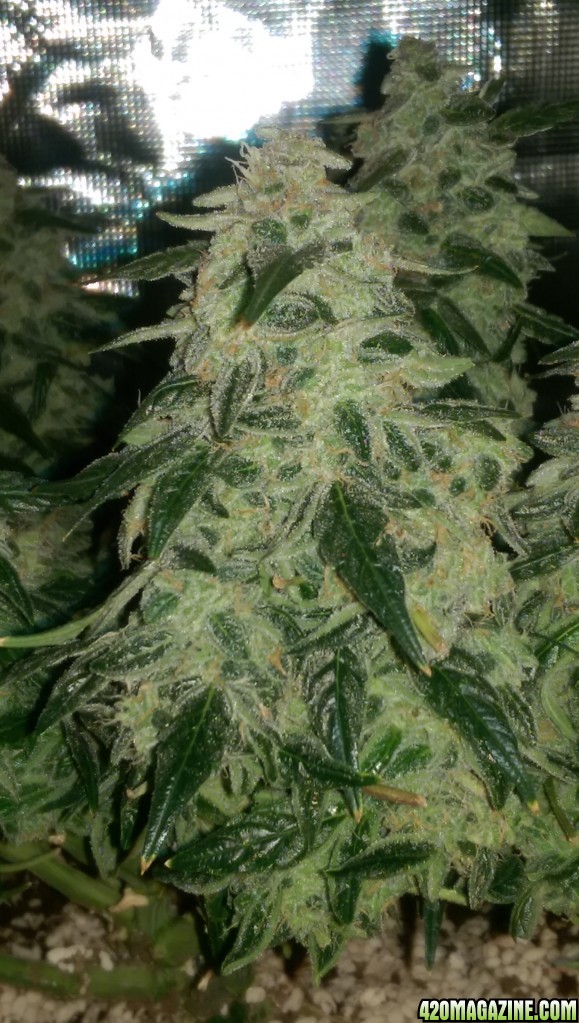 Sweet Tooth - Day 84 - Day 53 of Flower 03-05-17