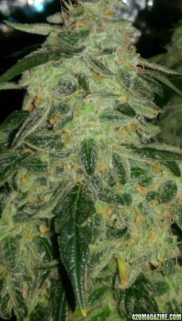 Sweet Tooth - Day 84 - Day 53 of Flower 03-05-17