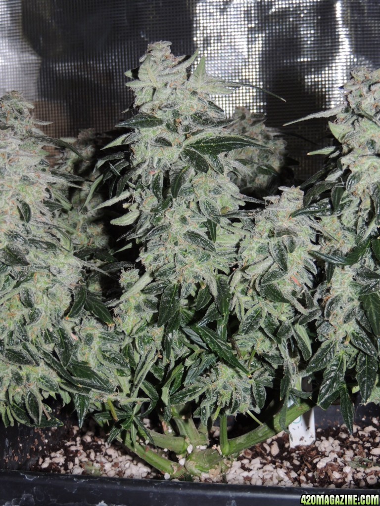 Sweet Tooth - Day 84 - Day 53 of Flower