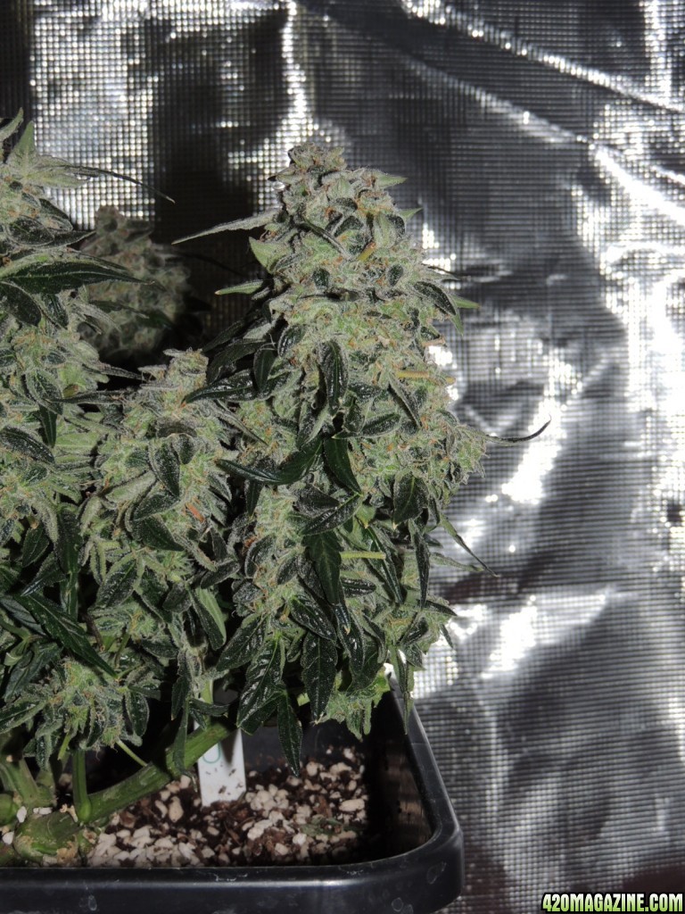 Sweet Tooth - Day 84 - Day 53 of Flower