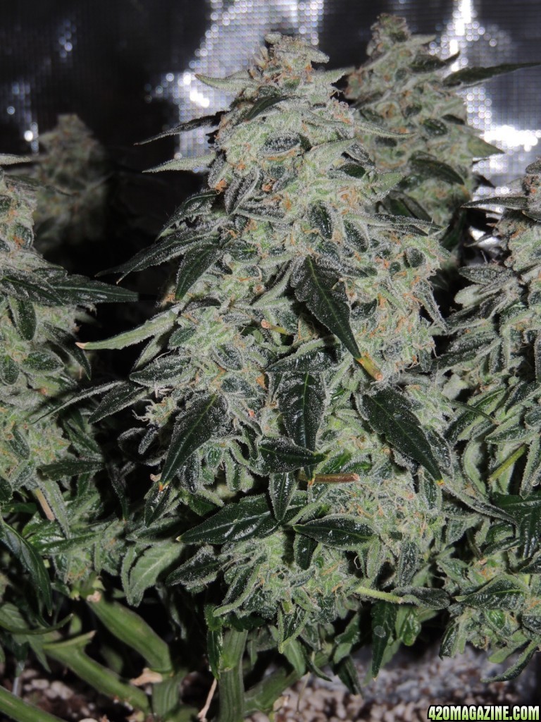 Sweet Tooth - Day 84 - Day 53 of Flower