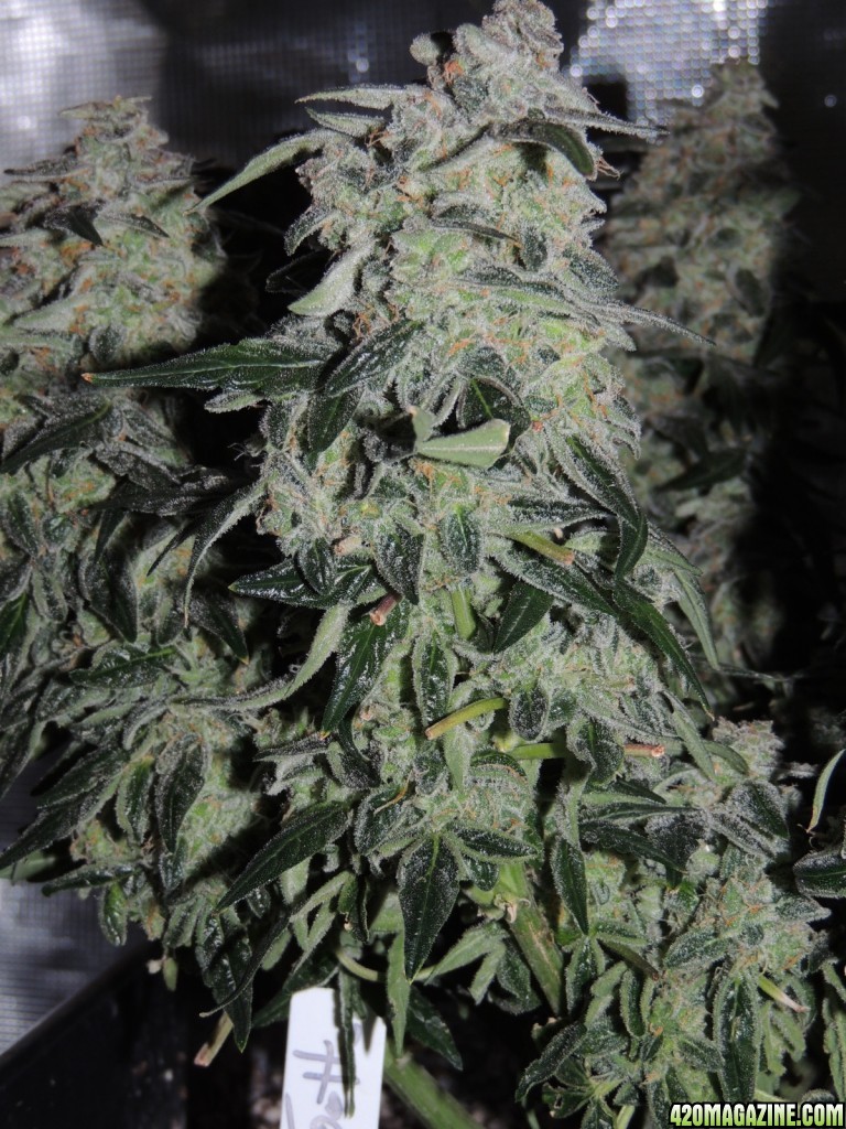 Sweet Tooth - Day 84 - Day 53 of Flower