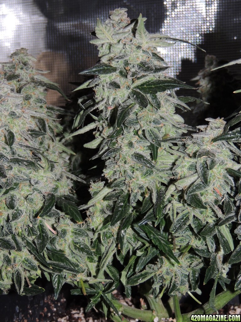 Sweet Tooth - Day 84 - Day 53 of Flower