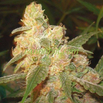 sweet-tooth-number-3-feminized-apeorigin-cannabis-hanfjpg.image.400x400.jpg