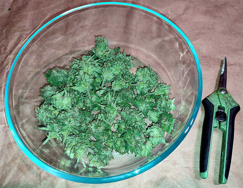 sweet_critical_buds_trimmed1.jpg