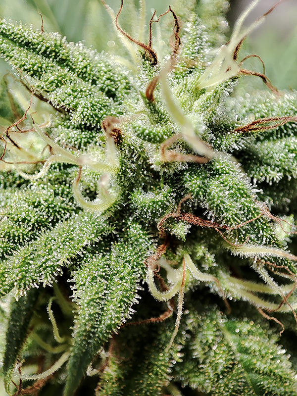 sweet_critical_cbd_trichomes0.jpg