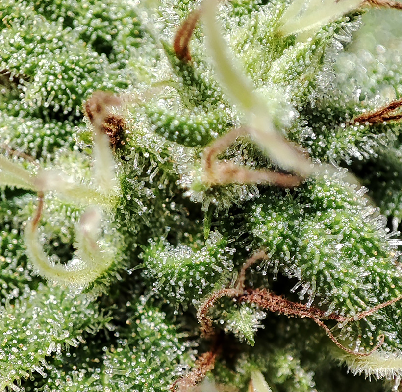 sweet_critical_cbd_trichomes1.jpg