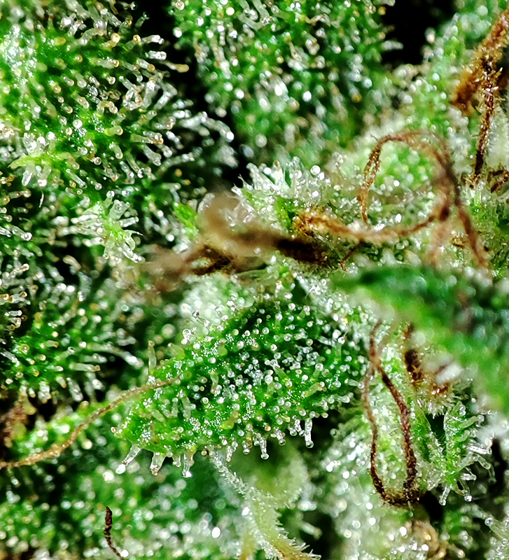 sweet_critical_trichomes1.jpg