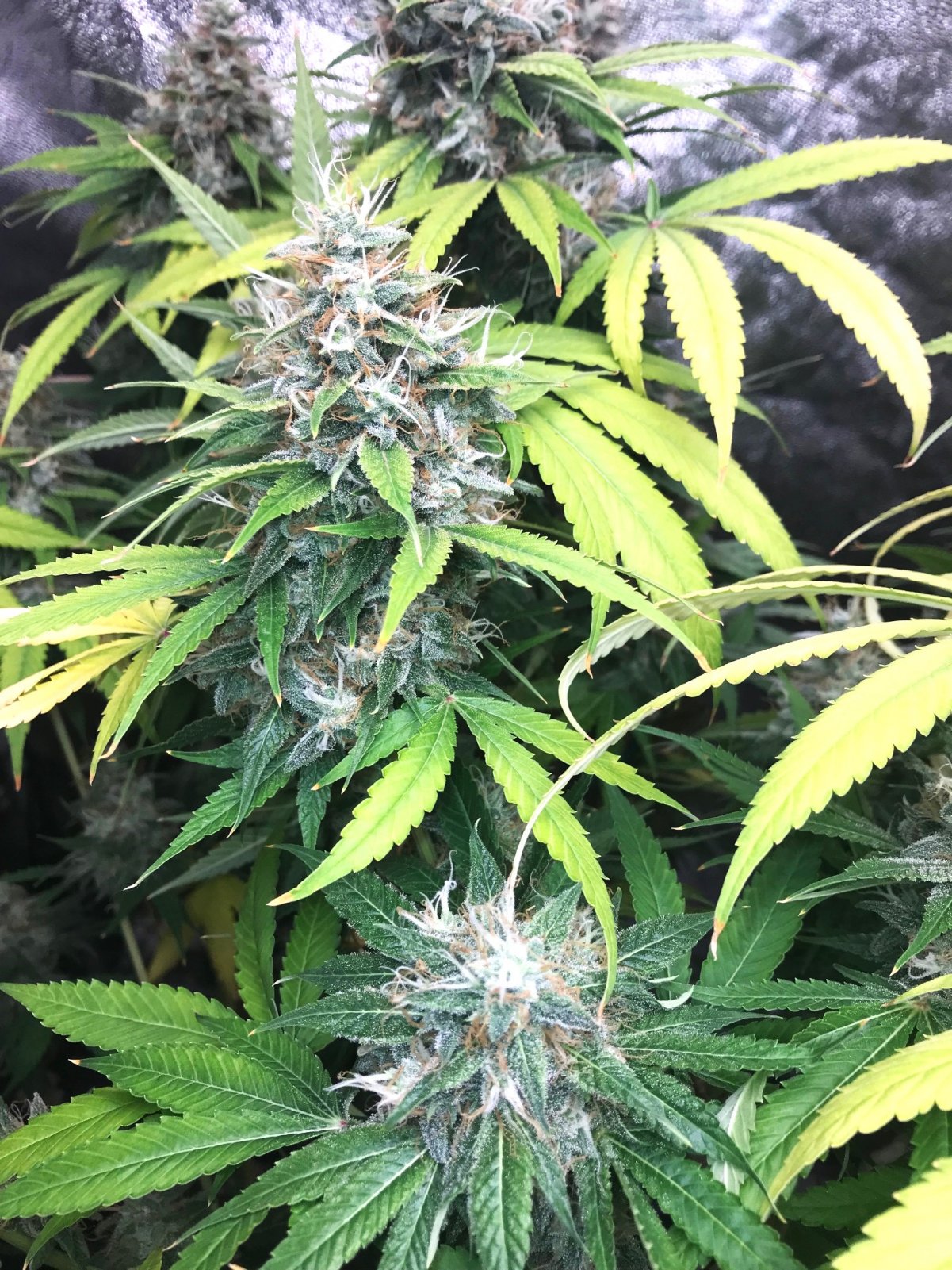 T Blk Cherry cola 8-13-22 F64.jpg