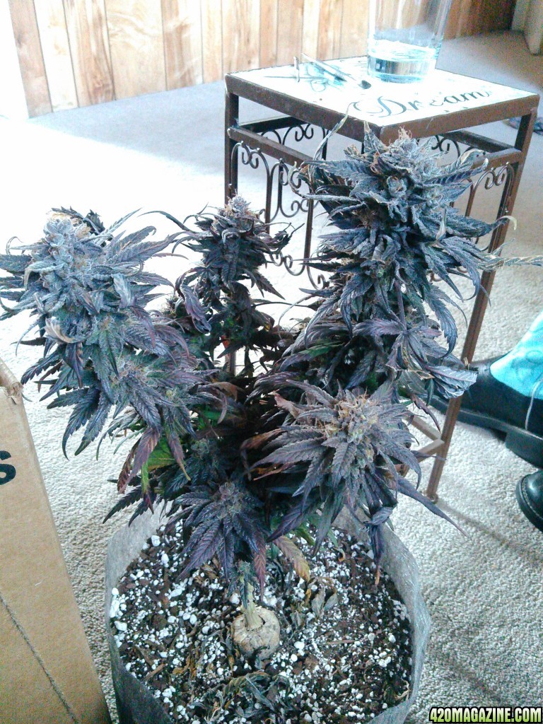 t5 3 weeks veg