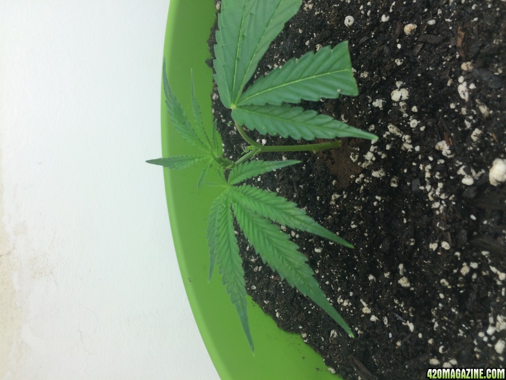 T5 Micro Grow