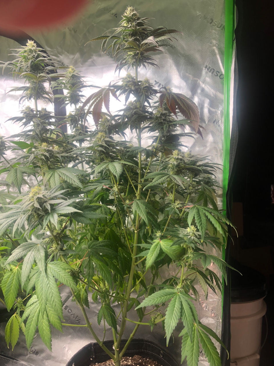 Taller Fat Bastard #9 Day45Flower Quad & LST 3g pot.jpeg