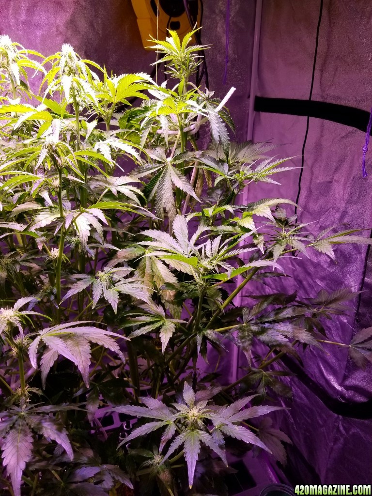 Tangerine Dream Day 42