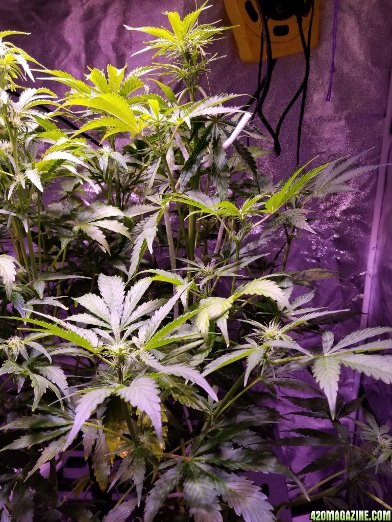 Tangerine Dream Day 44