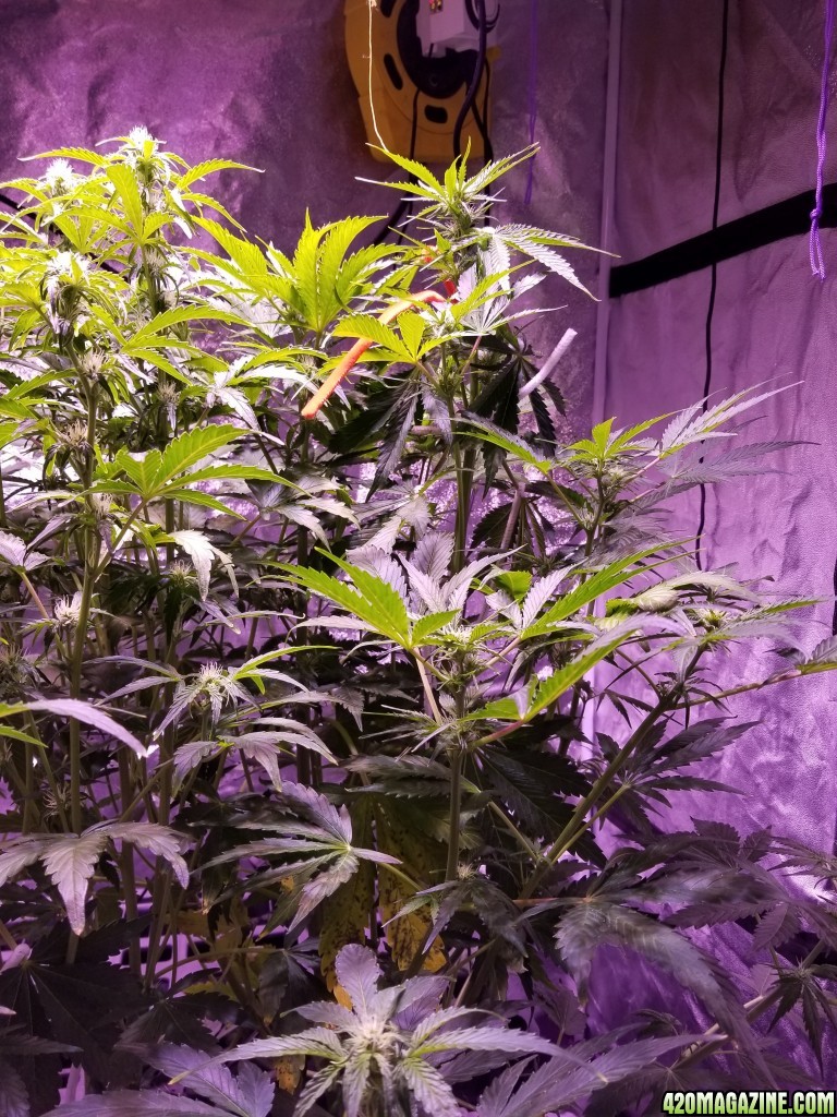 Tangerine Dream Day 46