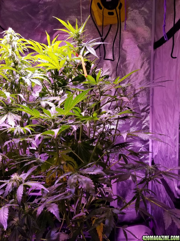 Tangerine Dream Day 49