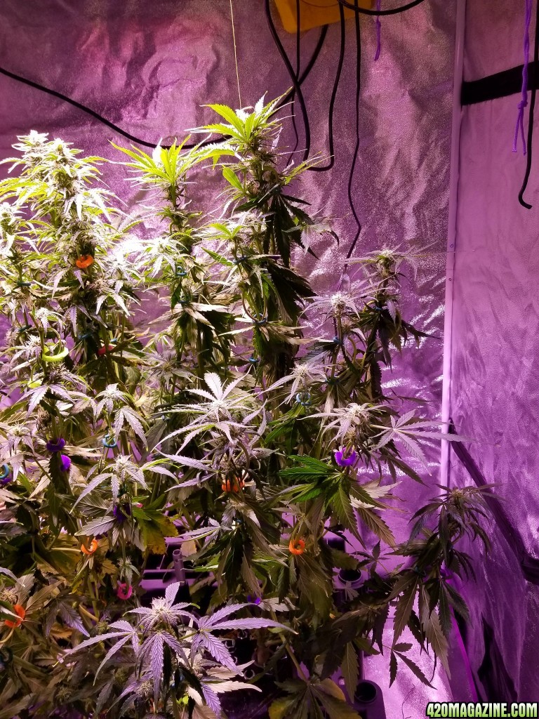 Tangerine Dream Day 53