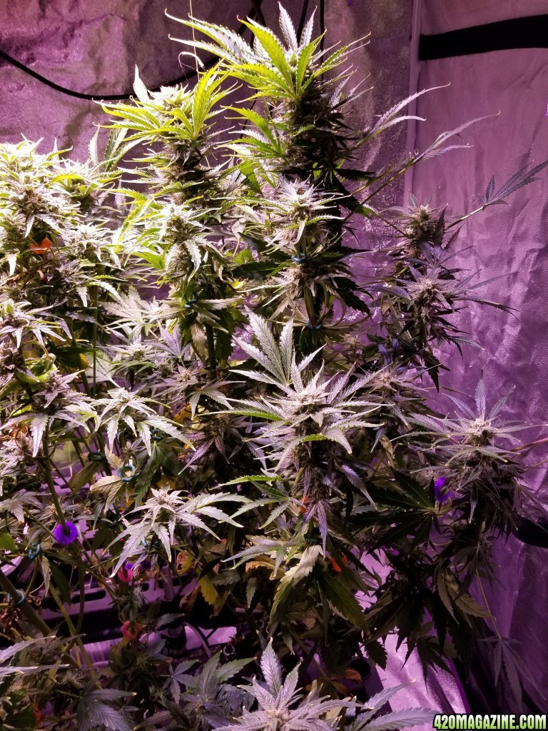 Tangerine Dream Day 67