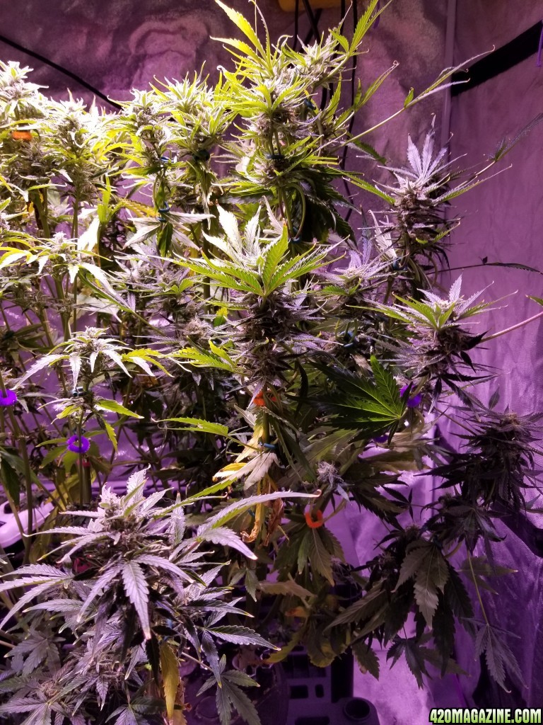 Tangerine Dream Day 74