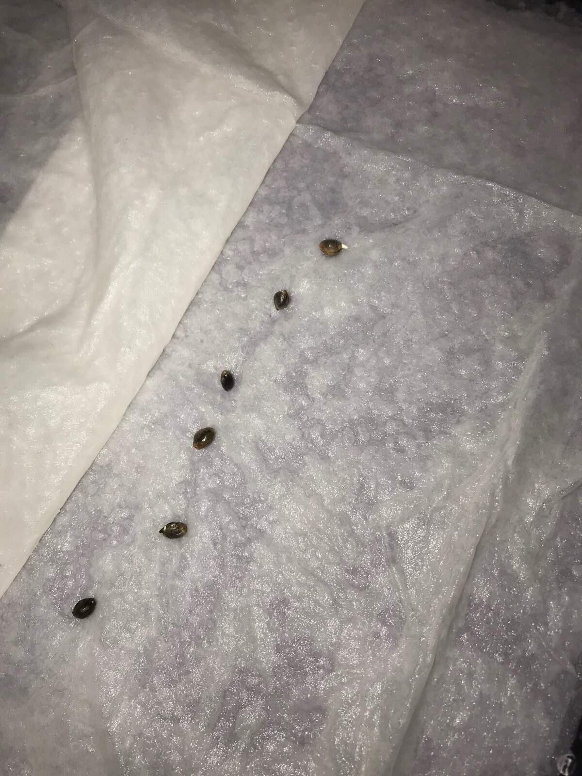 Tangerine Dream Germination 12-17-19.jpg