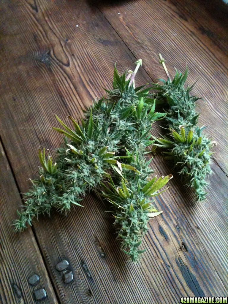 Tangerine Dream harvested