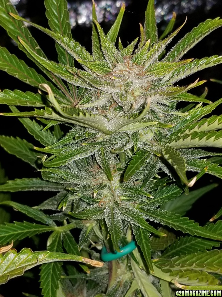 Tangerine Dream New Top Day 72