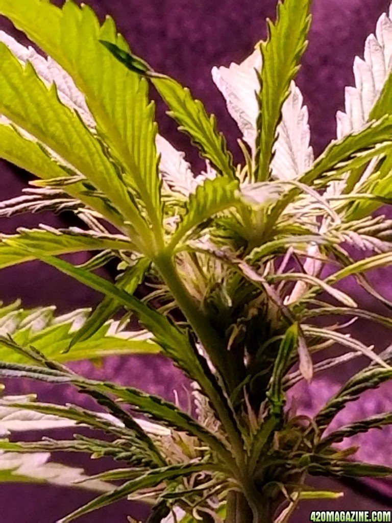 Tangerine Dream Top Day 42