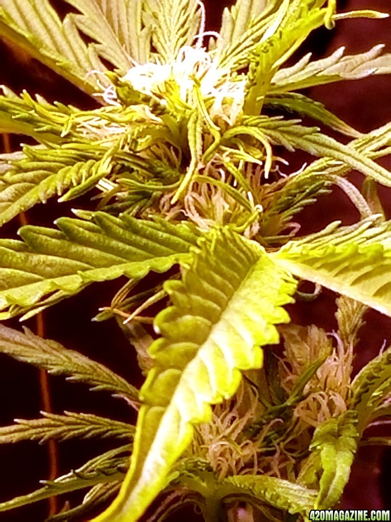 Tangerine Dream Top Day 44