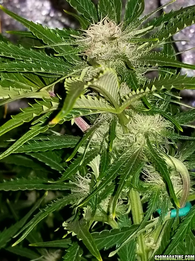 Tangerine Dream Top Day 53