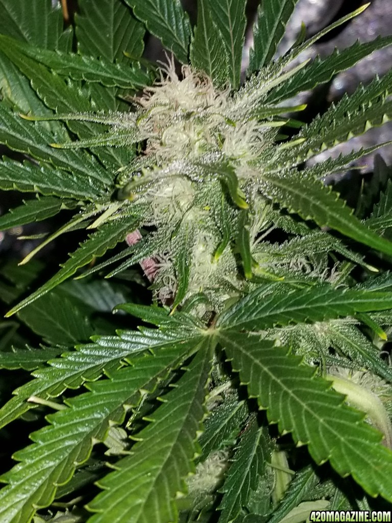 Tangerine Dream Top Day 56