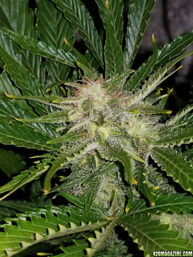 Tangerine Dream Top Day 63