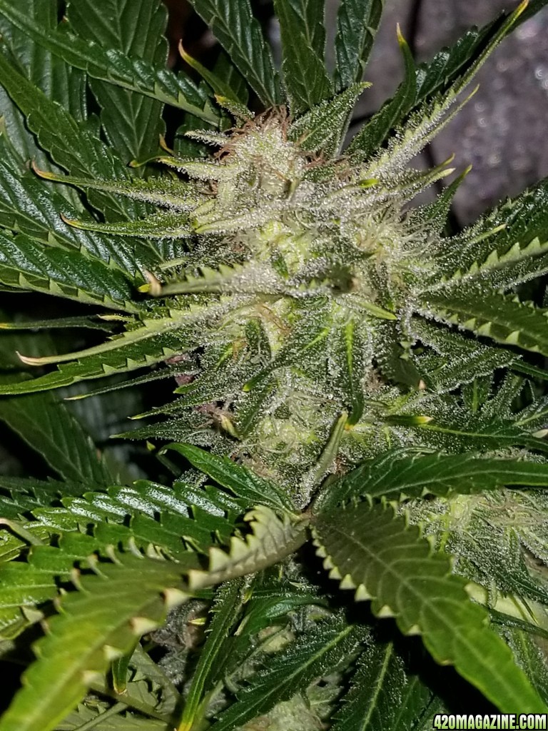 Tangerine Dream Top Day 65