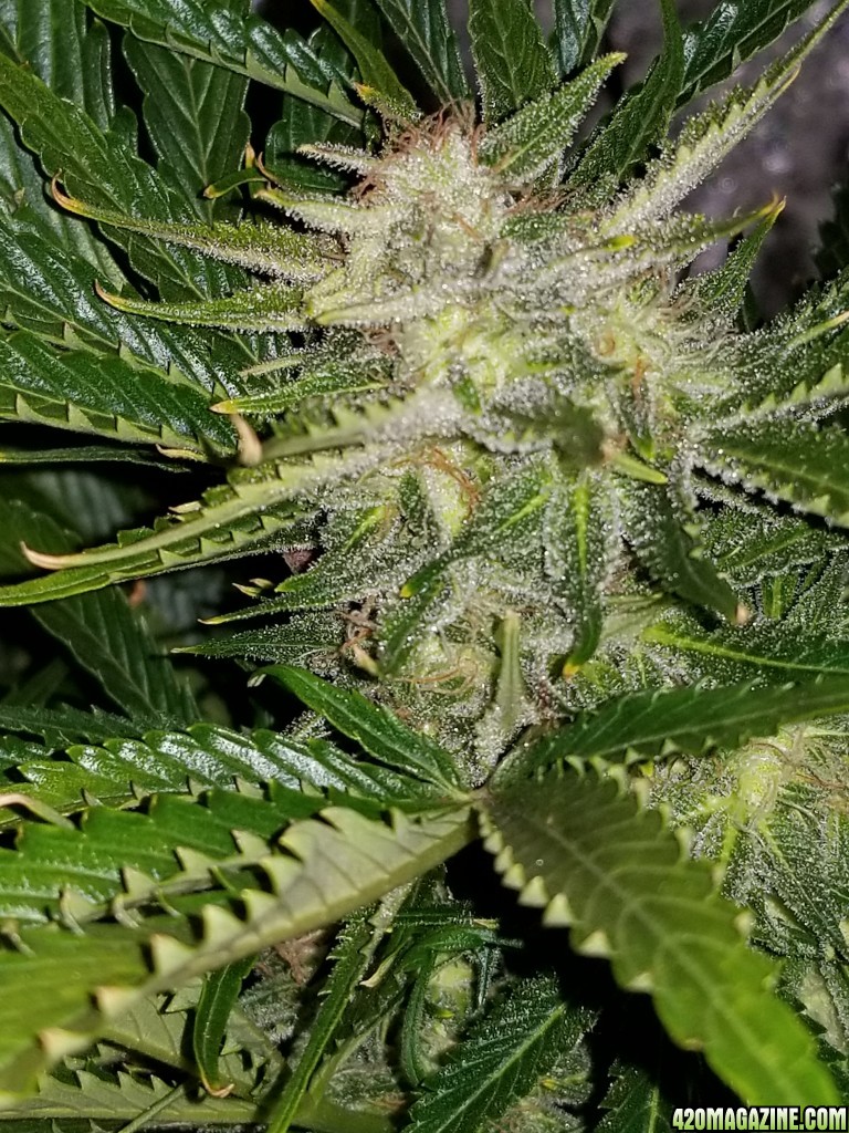 Tangerine Dream Top Day 67