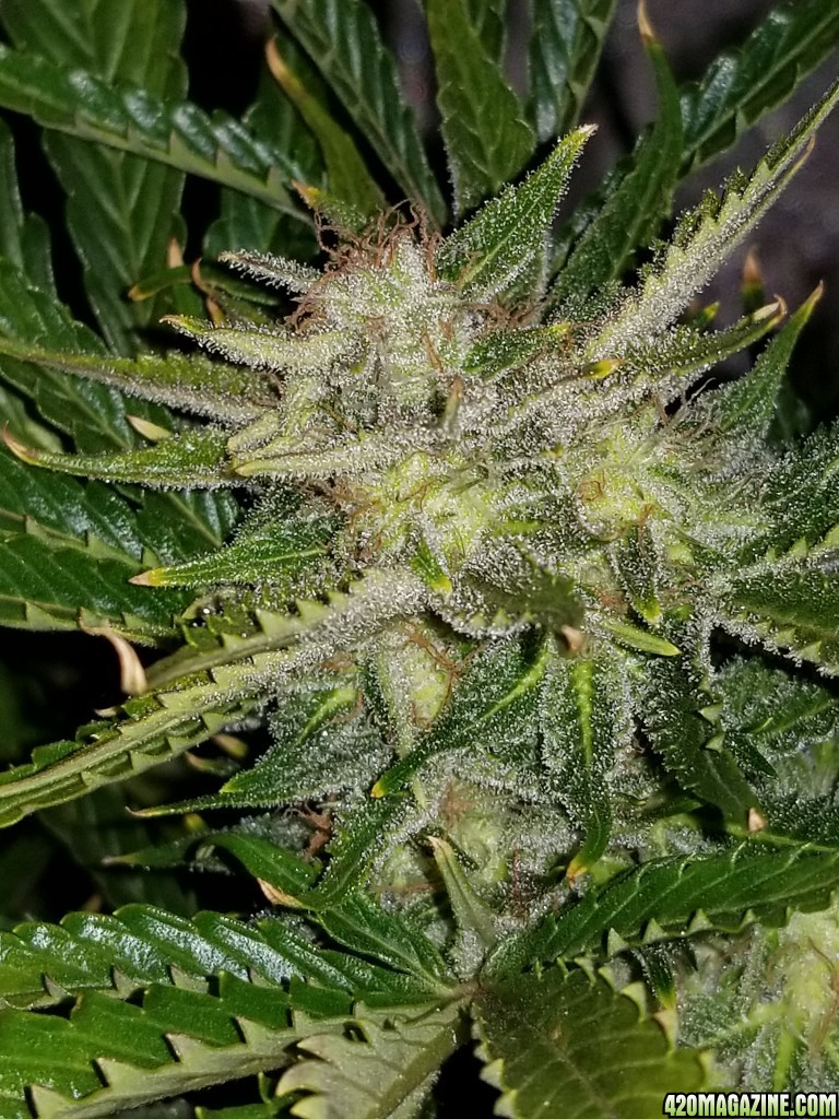 Tangerine Dream Top Day 70