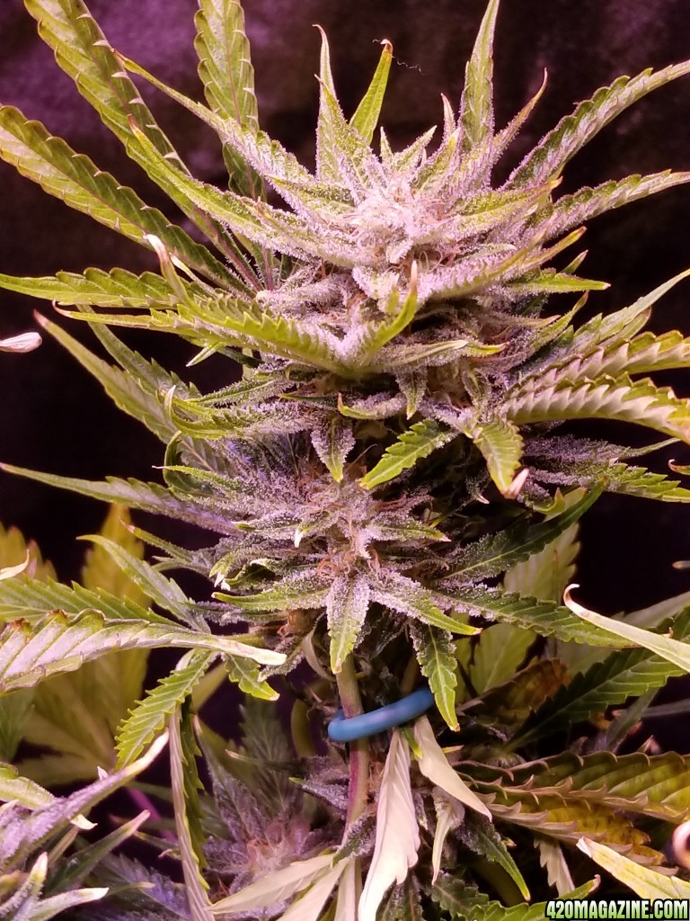 Tangerine Dream Top Day 74