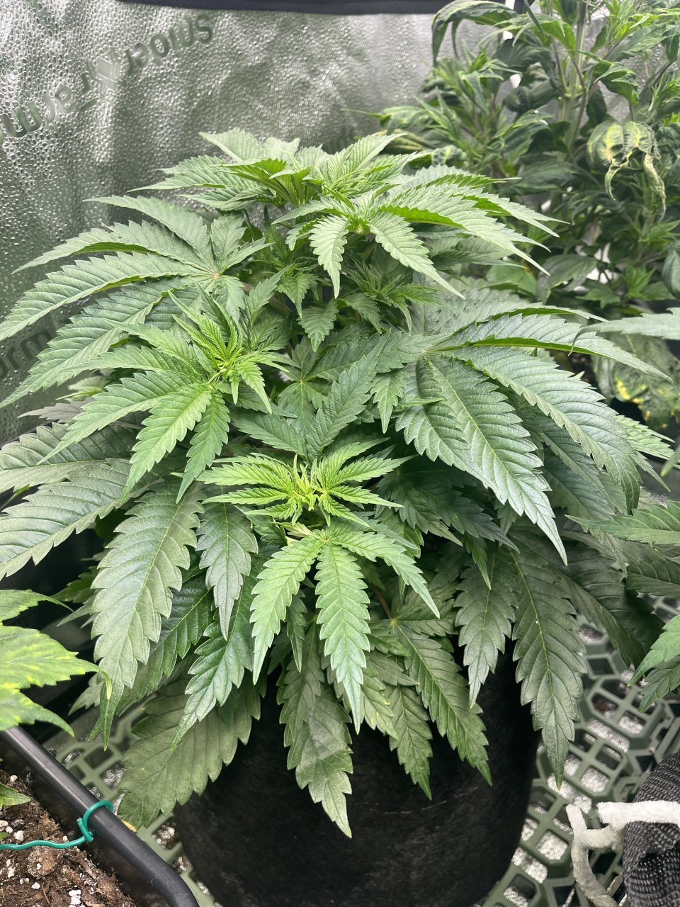 Tangerine Kush - day 42 - side view