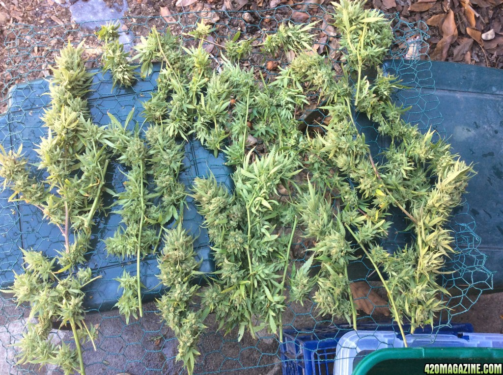 Tangie 1 harvest